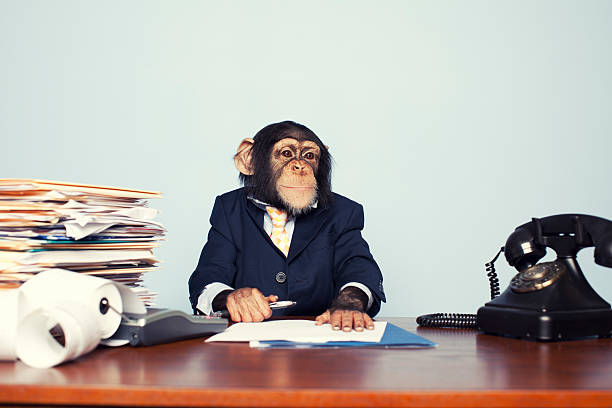 monkey business adalah